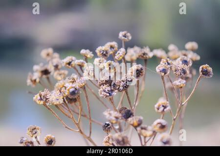 Dry inflorescences of tansy on a blurred background close-up. Stock Photo