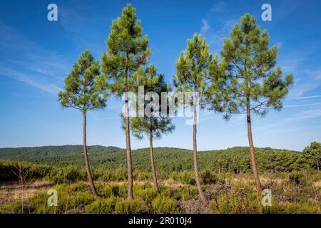 repoblacion de bosque de pino silvestre , Pinus sylvestris,Navaleno, Soria, Comunidad Autónoma de Castilla, Spain, Europe Stock Photo