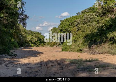 landscape with tyre tracks on sandy dry riverbed with lush vegetation on shores in green wild countryside, shot in bright summer light, Kruger park, M Stock Photo