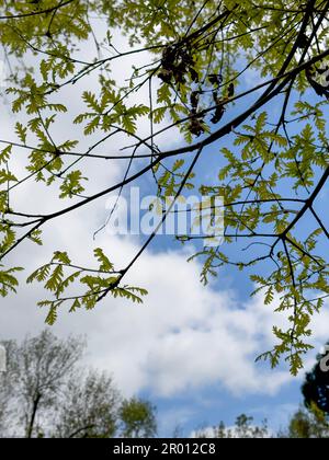 The sky with the tops of trees. View up from ground level. Beautiful nature. Blue sky with sun and clouds. Stock Photo