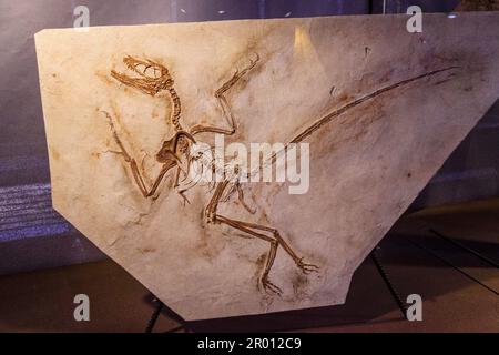 Archaeopteryx, 150 my, Dinosauria, dinosaur museum, hall of evolution, Esperaza.departamento del Aude, Languedoc-Roussillon, eastern Pyrenees, France, Stock Photo