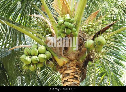 Coconut cluster on coconut tree,  Bunch of fresh coconuts hanging on tree. Stock Photo