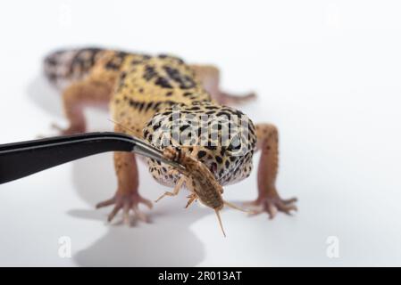 A brown and black gecko lizard trying to catch bug isolated on white background Stock Photo