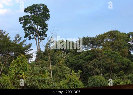 Interior of the Amazon rainforest in French Guiana. Primary rainforest, Amazonia. Brazil jungle, trees in the rainforest. Stock Photo