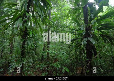 Interior of the Amazon rainforest in French Guiana. Primary rainforest, Amazonia. Brazil jungle, trees in the rainforest. Stock Photo