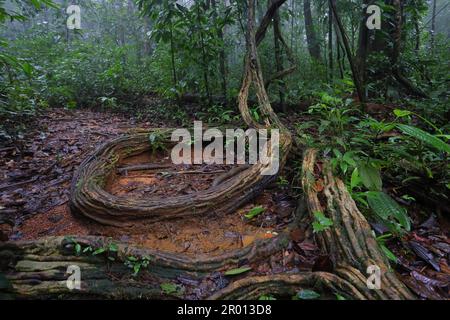 Interior of the Amazon rainforest in French Guiana. Primary rainforest, Amazonia. Brazil jungle, trees in the rainforest. Stock Photo