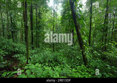 Interior of the Amazon rainforest in French Guiana. Primary rainforest, Amazonia. Brazil jungle, trees in the rainforest. Stock Photo