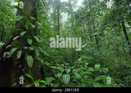 Interior of the Amazon rainforest in French Guiana. Primary rainforest, Amazonia. Brazil jungle, trees in the rainforest. Stock Photo