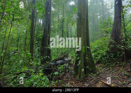 Interior of the Amazon rainforest in French Guiana. Primary rainforest, Amazonia. Brazil jungle, trees in the rainforest. Stock Photo