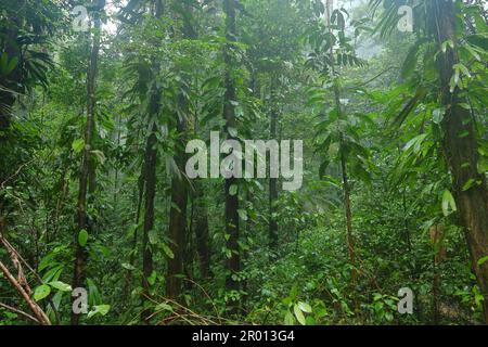 Interior of the Amazon rainforest in French Guiana. Primary rainforest, Amazonia. Brazil jungle, trees in the rainforest. Stock Photo