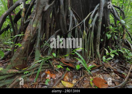 Interior of the Amazon rainforest in French Guiana. Primary rainforest, Amazonia. Brazil jungle, trees in the rainforest. Stock Photo