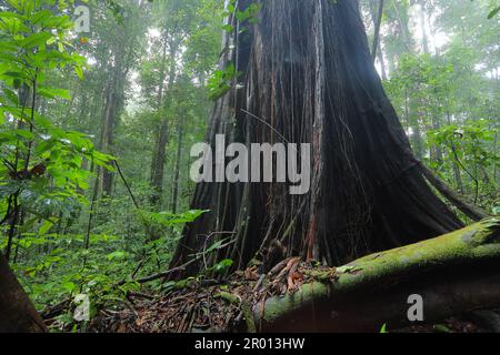 Interior of the Amazon rainforest in French Guiana. Primary rainforest, Amazonia. Brazil jungle, trees in the rainforest. Stock Photo