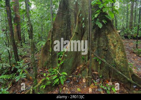 Interior of the Amazon rainforest in French Guiana. Primary rainforest, Amazonia. Brazil jungle, trees in the rainforest. Stock Photo