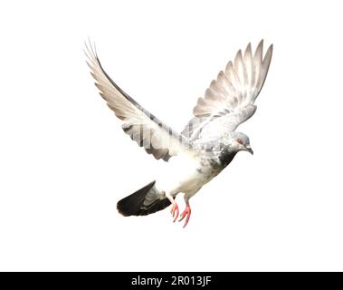 Flying pigeon in action isolated on white background with clipping path.. Grey pigeon in flight isolated. Stock Photo