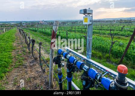 Pillichsdorf: irrigation system, drip irrigation. vineyard, village Pillichsdorf with church in Weinviertel, Niederösterreich, Lower Austria, Austria Stock Photo