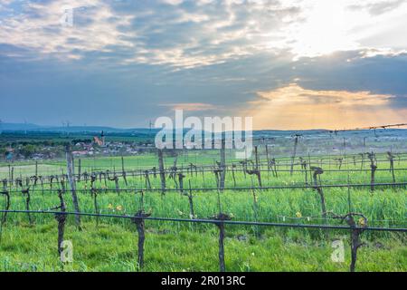 Pillichsdorf: vineyard, village Pillichsdorf with church in Weinviertel, Niederösterreich, Lower Austria, Austria Stock Photo