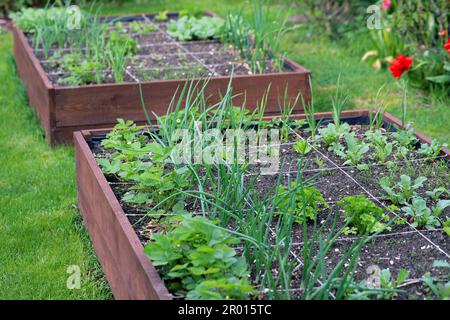 Raised beds in an urban garden growing plants herbs spices and vegetables. Stock Photo