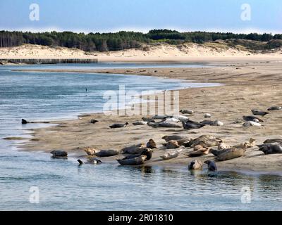 Group of gray seals or Atlantic seal and the horsehead seal (Halichoerus grypus) of the Bay of Authie near of Berck in France Stock Photo