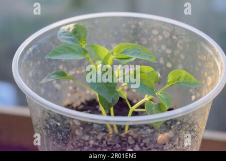 Seed sprouts of decorative indoor hot pepper in a plastic jar close-up. Stock Photo