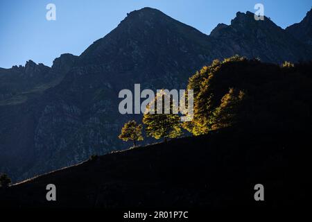 solitary beeches in Espelunguère, pyrenees national park, pyrenees atlantiques, new aquitaine region, france. Stock Photo
