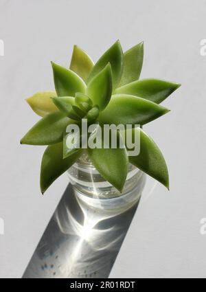 Plant sprout with green leaves in a glass with water take a root under sunlight Stock Photo