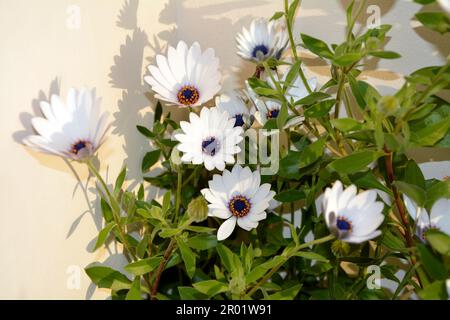 White flowers and green leaves of Cape marguerite or African Daisy in a bright light on a sunny day. Horizontal image with selective focus Stock Photo