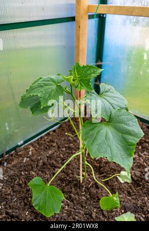 Freshly planted cucumber in springtime greenhouse Stock Photo