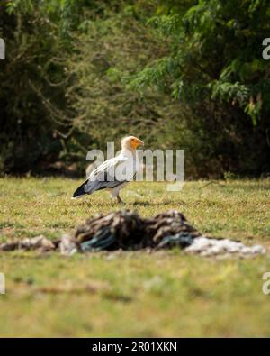 Egyptian vulture or Neophron percnopterus bird in natural green background during winter migration at tal chhapar blackbuck sanctuary rajasthan India Stock Photo