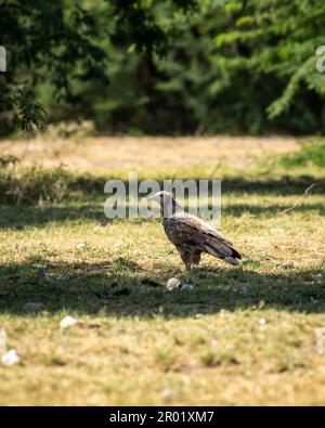 juvenile Egyptian vulture or Neophron percnopterus bird in natural green background and in shade of tree during winter migration at tal chhapar india Stock Photo