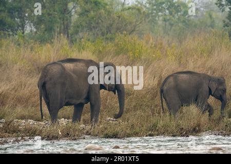 wild asian elephant or Elephas maximus indicus mother with her calf or baby side profile in winter morning rainy day near river at dhikala corbett Stock Photo