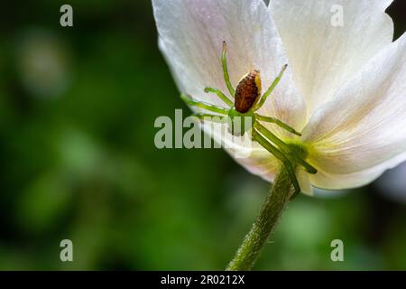 The Green Crab Spider, Diaea dorsata, hunts for prey on a white wood anemone flower. Stock Photo