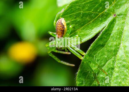 The Green Crab Spider, Diaea dorsata, hunts for prey on a white wood anemone flower. Stock Photo