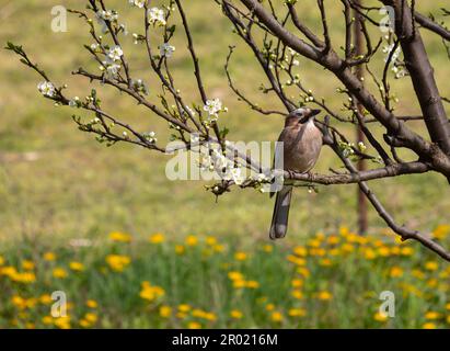 Eurasian jay, garrulus glandarius, sits on a branch of a flowering plum tree. Stock Photo