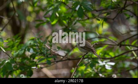Blyth's Reed Warbler Acrocephalus dumetorum sits on a branch. Stock Photo