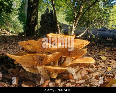 Spectacular rustgill (Gymnopilus junonius) mushroom clump beneath English oak (Quercus robur) trees, New Forest, Hampshire, UK, October. Stock Photo