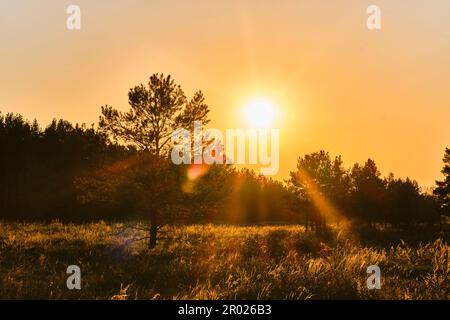 Bright sunset and sun rays background forest and forest clearing Stock Photo