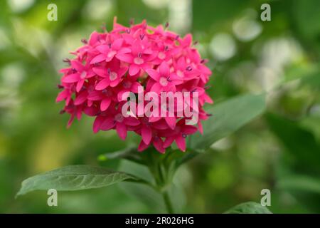 Pink flower of Pentas lanceolata Stock Photo