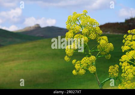 spring yellow wildflowers field and out focus rural landscape in Sicily, Italy Stock Photo