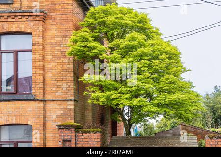Japanese maple Acer Palmatum tree in front yard of house in Cork Munster province in Ireland Europe Stock Photo