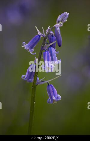 A close up of a spanish bluebell in flower. Taken against a natural blurred background with space for type