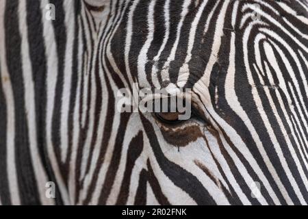 Detail, eye, steppe zebra (Equus quagga), captive, zoo, Wilhelma, Stuttgart, Baden-Wuerttemberg, Germany Stock Photo