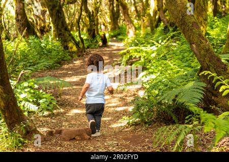 Boy walking in the natural park of La Llania in El Hierro, Canary Islands. On a path of laurel from El Hierro in a lush green landscape Stock Photo
