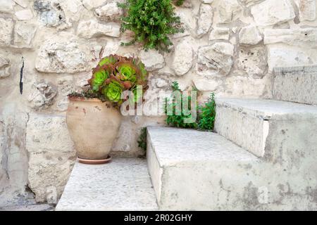 Blossoming sempervivum tectorum in clay flowerpot on the stone steps of a porch Stock Photo