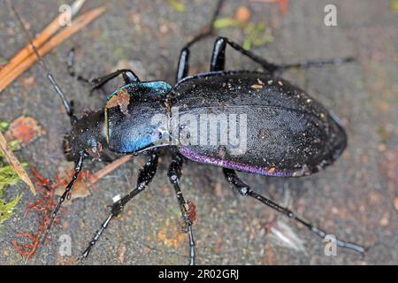 Carabus violaceus, sometimes called the violet ground beetle, or the rain beetle is a predator that hunts after dark. Stock Photo