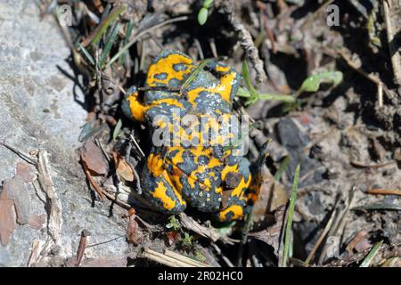 Yellow-Bellied Toad, Bombina variegata. Rare endangered species of amphibians. Stock Photo
