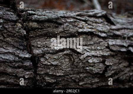 A closeup of a cracked tree trunk on the ground Stock Photo