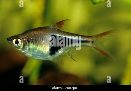 Harlequin rasbora Stock Photo