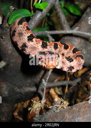 Red pygmy rattlesnake Stock Photo - Alamy