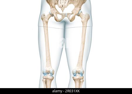 Femur or thighbone with thigh body contours rear view 3D rendering illustration isolated on white with copy space. Human skeleton anatomy, medical dia Stock Photo