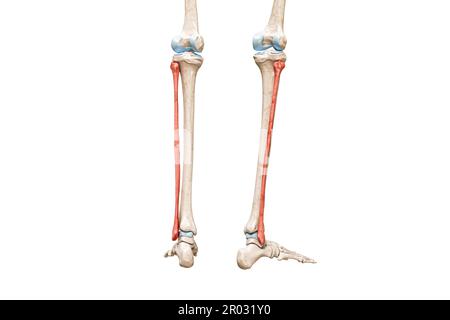 Fibula bones rear view in red color 3D rendering illustration isolated on white with copy space. Human skeleton and leg anatomy, medical diagram, oste Stock Photo